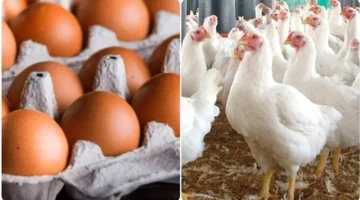 ارتفاع قياسي.. أسعار الدواجن والبيض تقفز الخميس مع تسجيل الفراخ البيضاء 73.5 جنيهًا